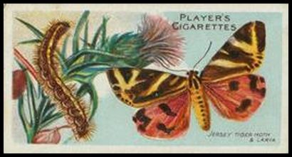 49 Jersey Tiger Moth
